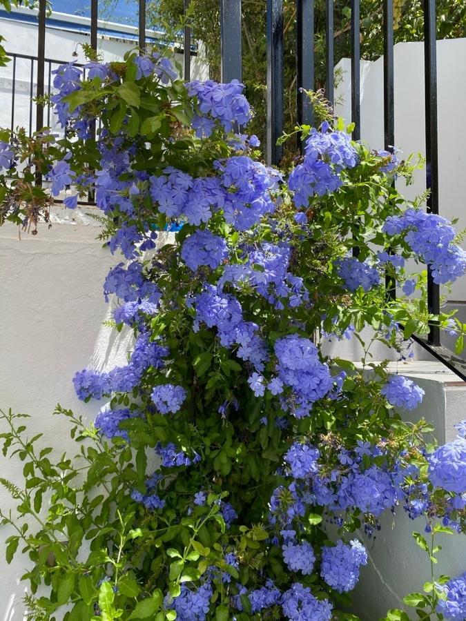 Stunning Home Benamahoma 4 Bed - Sierra Grazalema エクステリア 写真
